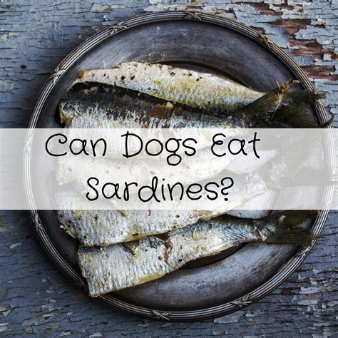 can i give sardines to my dog